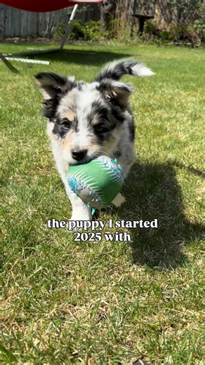 Lauren | Bolt McFly Rodeo on Instagram: "I can’t believe how much he’s grown 😍😭 • • • #bordercollie #dogsofinstagram #bordercolliepuppy #bordercolliesofinstagram #adventuredogsofficial"
