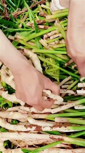 lemongrass cutting techniques for harvesting in the garden #shorts