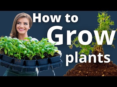 Propagate Plants Like a Pro: Seeds, Cuttings, and Tissue Culture Explained