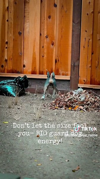 Terriers: Small Dogs with Big Guard Energy