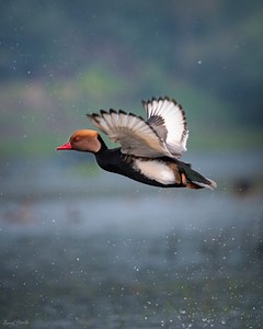 Red-crested Pochard at Kolkilamukh near Nimatighat, Jorhat — a stunning winter migrant from Central Asia and Europe, traveling via the Central Asian Flyway. Listed as Least Concern by IUCN, this species prefers freshwater lakes and wetlands and is a prized sighting across Assam’s floodplains. 🎥: Bitupan Kolong | Chandra Mohan Patowary