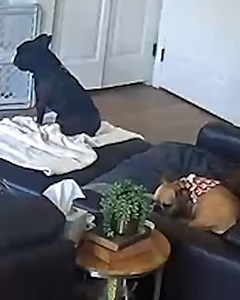 706K views · 2.1K reactions | Dog gives birth on unsuspecting boy  | Furry Tails | Facebook