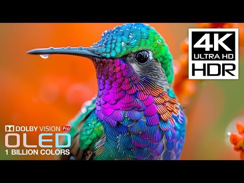 ONLY REAL OLED Demo | 4K HDR 120fps | Dolby Vision (8K/4K Video TV)