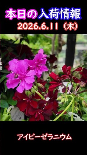 [6/11/2026] Ivy Geranium [New Arrival Highlight] #Gardening #Horticulture #LifeWithFlowers