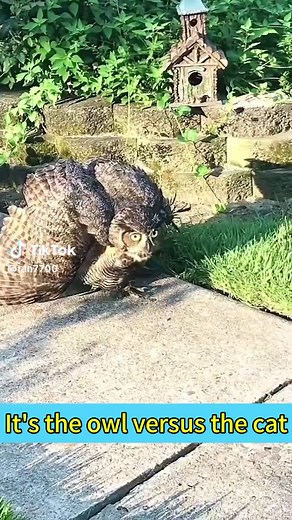 Owl vs Cat: A Hilarious Nature Encounter