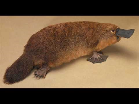 The Call of the Platypus