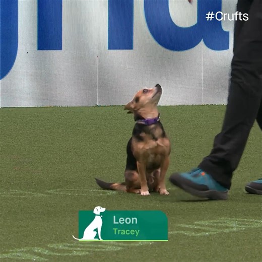 1.1M views · 32K reactions | Fastest Chihuahua at #crufts 樂 We think so! ⚡⚡ | Crufts | Facebook