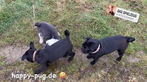 Ich sag nur freaky friday 🤪✌🏻. | Happy Pug - Happy Life