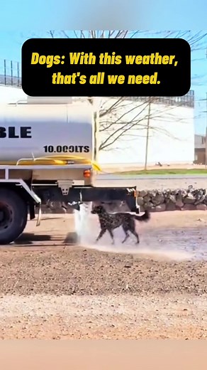 Funny Dogs 86 on TikTok