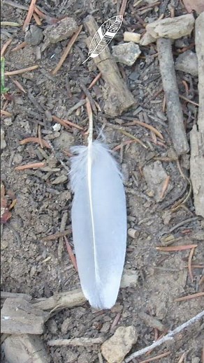bird feathers 🪶