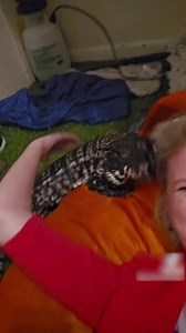 6.3K views · 24 reactions | Winston, an Argentine Black and White Tegu, who loves comfortable fabrics and attention, was given a bean bag in his room. As the woman laid on the bean bag, Winston rubbed his body into the bean bag on the side. In the process, he lost balance and hilariously rolled on his back. After pulling himself back up, he got comfortable in the bean bag and snuggled against the woman's face and neck. | Jukin Copyright Management | Facebook