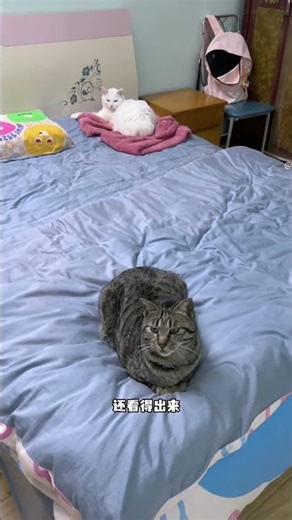 Math Whizzes with Paws! Cats Prove They're Smarter Than You Think