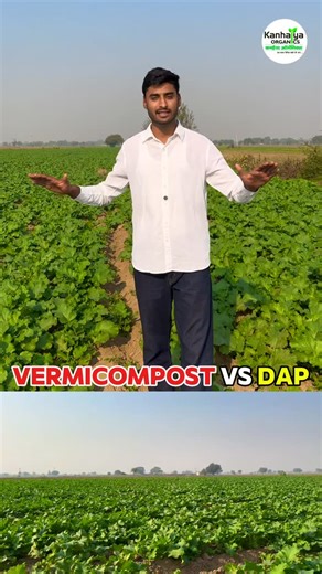 Kanhaiya Organics on Instagram: "Vermicompost vs DAP #vermicompost #vermicomposting #vermicompostplant #organicfarming #organicfertilizer #organicgardening #soilhealth #composting #wastetowonder #sustainablefarming #ecofriendlyliving #gardeningreels #plantlover #groworganic #naturalfertilizer #homemadecompost #greenrevolution #gardenhacks #plantsgrowth #urbanfarming #jaivikkheti #vermicompostindia #khaad #agristartup #agribusiness #reelsinstagram #reelsviral #reelsindia #explorepage #trendingree