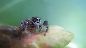 Spider Bouncing, Spider, Tarantula. Free Stock Video