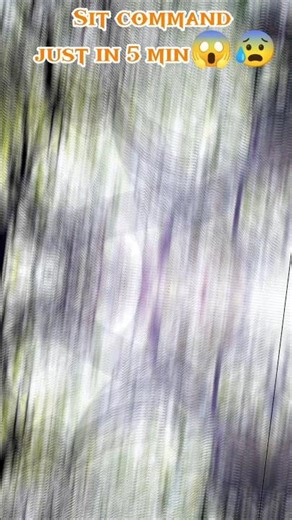 “Kya 3 Mahine ka Doberman SIT Seekh Sakta Hai? Result Dekho 👀 # fpy # explore #puppytraining #puppy