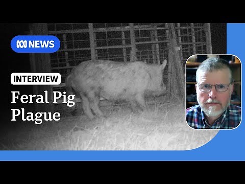 Feral pigs devouring livestock an 'existential threat' to farms | ABC NEWS