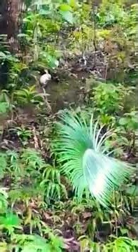Experience a truly once-in-a-lifetime Rare ALBINO SQUIRREL