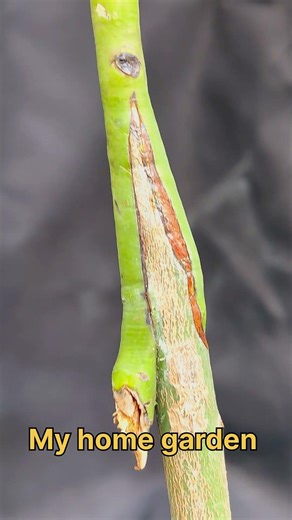 Red 🥭 Mango🥭 Grafting Result || Fruit Tree Grafting.