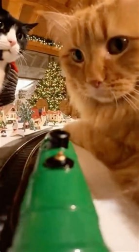 YOU SHALL NOT PASS EP.5 #catvideo #shorts #funnycat #miniaturetrain #cute #cat #merrychristmas