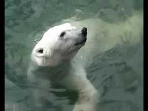 IJsberen in Diergaarde Blijdorp Rotterdam