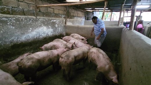 Ready to serve and pokers... #pigfarming #pig🐷🐽