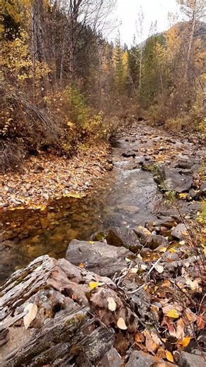 A calm fall scene in a Montana national forest. Note the swirling colorful leaves in the background #outdoors #nature #fblifestyle #fall | Michael Hodges, Author