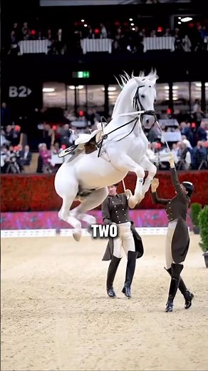 Two Amazing Lipizzaner Horse Facts #horse #shorts