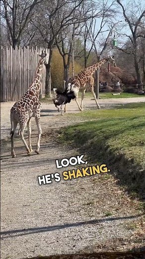 Giraffe Gets Attacked By An Angry Ostrich! 🦒 😲