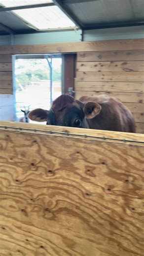 Purple Cow likes to pretend that her name is Violent and not Violet. @MountainGoatLodge