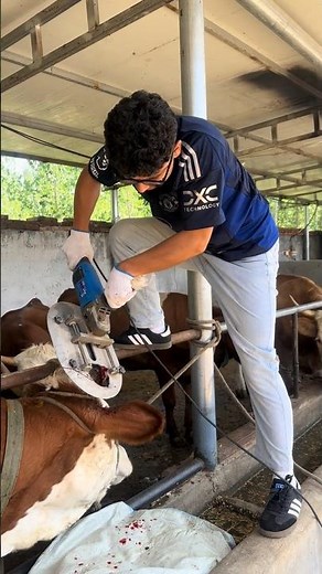 Why Farmers CUT Off Cow Horns — Quick Cut + Proper Treatment! 👀
