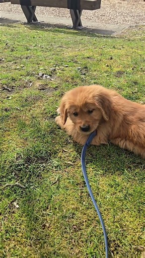 This is Jack 🐾 Chief Product Tester at Monterey x Jack. Full collection in bio 🧀 #goldenretriever