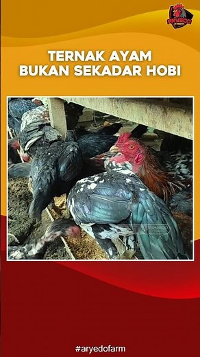 Chicken Farming Is Not Just a Hobby