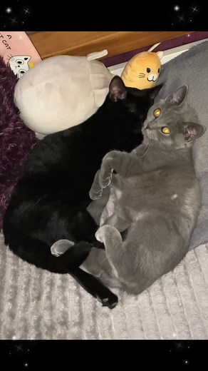 … stuart & benji liegen schon neben mir im bett 🛌 beide hängen sehr an mir & folgen mir überall hin 🥹 sie schlafen jede nacht ganz dicht an mir ❤️… | Tinkerbell, Charly, Lucy, in Gedenken an Jimmy