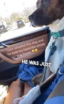 PRECIOUS MOMENTS WITH PEOPLE and DOGS! 🥰🥹