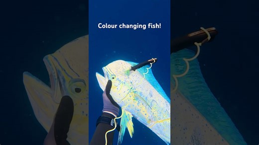 Dorado changes colours instantly #spearfish #mahimahi