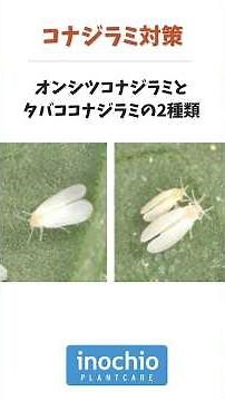 その白い虫、大丈夫？コナジラミが引き起こす被害と対策 #コナジラミ #黄化葉巻病 #トマト栽培 #病害虫対策 #農業 #施設園芸 #農薬 #フーモン #イノチオプラントケア