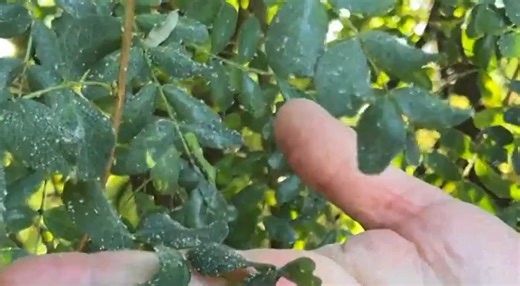 Calgary overwhelmed with aphid droppings