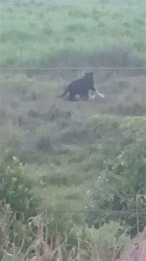 Rare Black Panther Drags Prey Through Rural Brazil