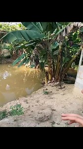 Uma das maiores predadoras aqui vira isca #pescariaraiz #reels #fishing #videoviral | Ricardo jaguaré da pesca