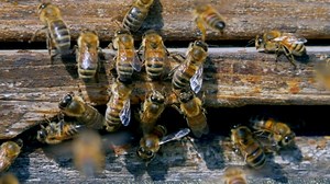 Bees, Beehive, Honey. Free Stock Video