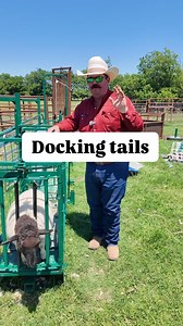 73K views · 1.8K reactions | How and why we dock sheep tails #Sheep #Dorper #HairSheep #Ranch #Ranching #KeepRanchin | Bar 7 Ranch | Facebook