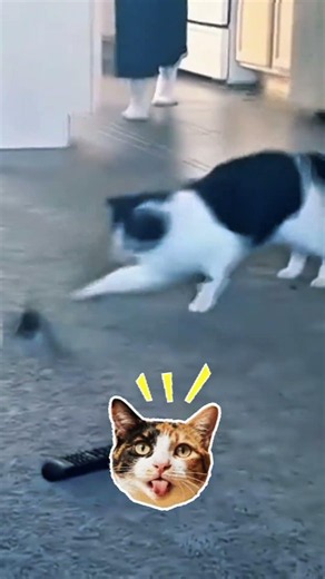 Try Not To Laugh Challenge 🤣 Funny Pet Fails 2026