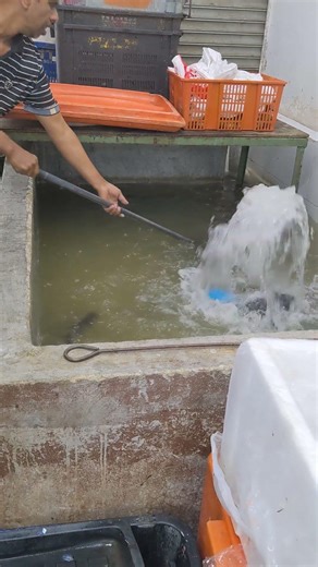 Catching Live Fish From Tank 🐟 | Fresh Fish Selection at Restaurant | Fish Market Scene