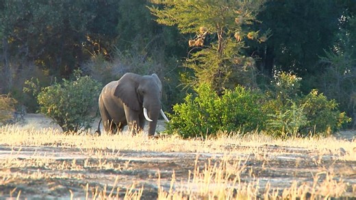 The hunt builds to a razor-edge moment as Zach and PH Len Taylor close in on a massive elephant bull. After tracking through thick country and reading every sign, it all comes down to a single, perfectly placed brain shot. Watch the full episode ad-free on the Safari Classics TV App, where hundreds of dangerous-game adventures are streaming now. 👉 Stream more epic safaris anytime: Safari Classics TV App https://safariclassicsproductions.uscreen.io/ | Safari Classics TV