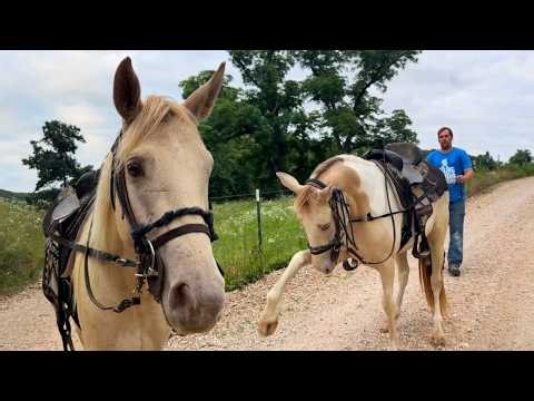 Our Gentlest Horse Yet? Amber’s Second Training Lesson