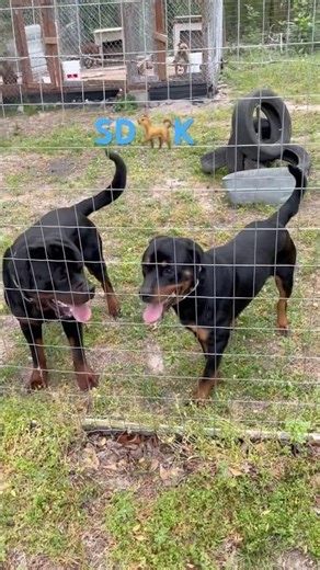 Backyard dog breeds #rottweilerworld #rottweiler