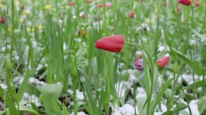 Tulips emerging from snow in spring, A vibrant scene showcasing various colored tulips breaking through a layer of white snow, indicating the arrival of spring against a backdrop of greenery