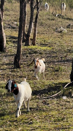 There’s no glamorized goats here. It’s wet, cold and it’s winter. Rough winter coats, muddy but it’s real and fit for purpose. | Gold’n’Goats