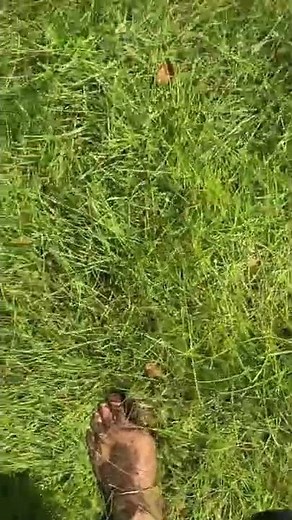 Muddy manure feet walking around