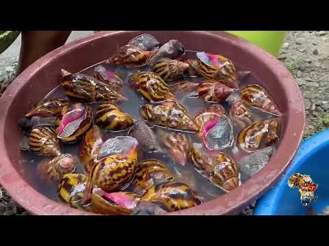 Investir dans l'élevage des escargots